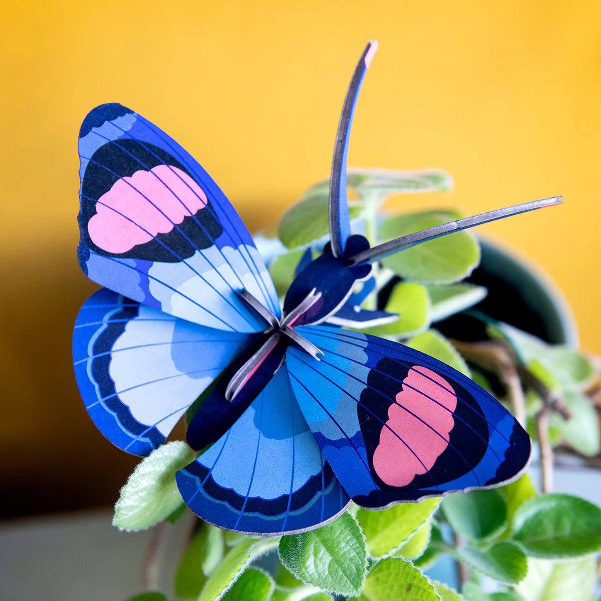 Studio Roof: Wall Art Butterflies (B7) - Peacock Butterfly