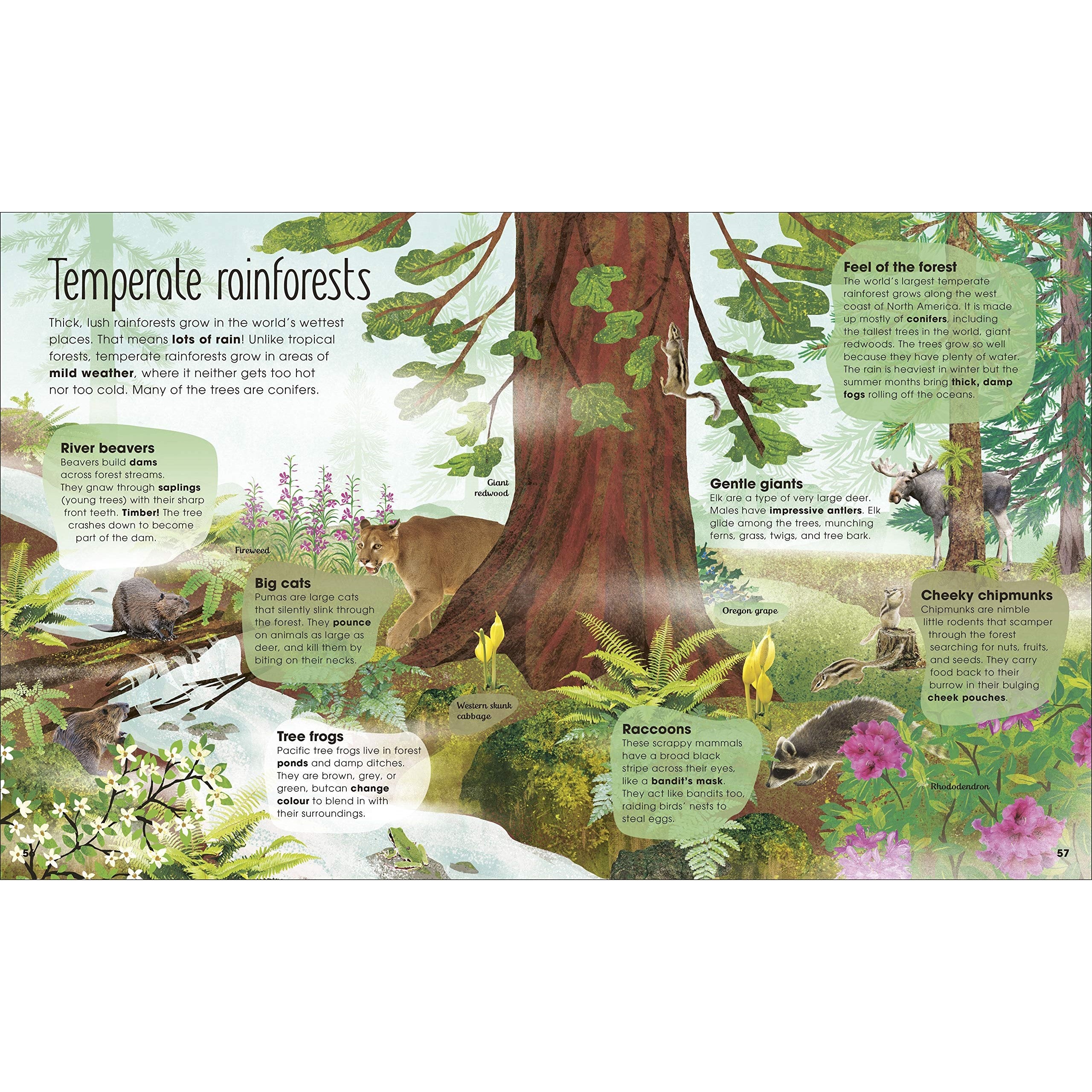 The Magic and Mystery of Trees