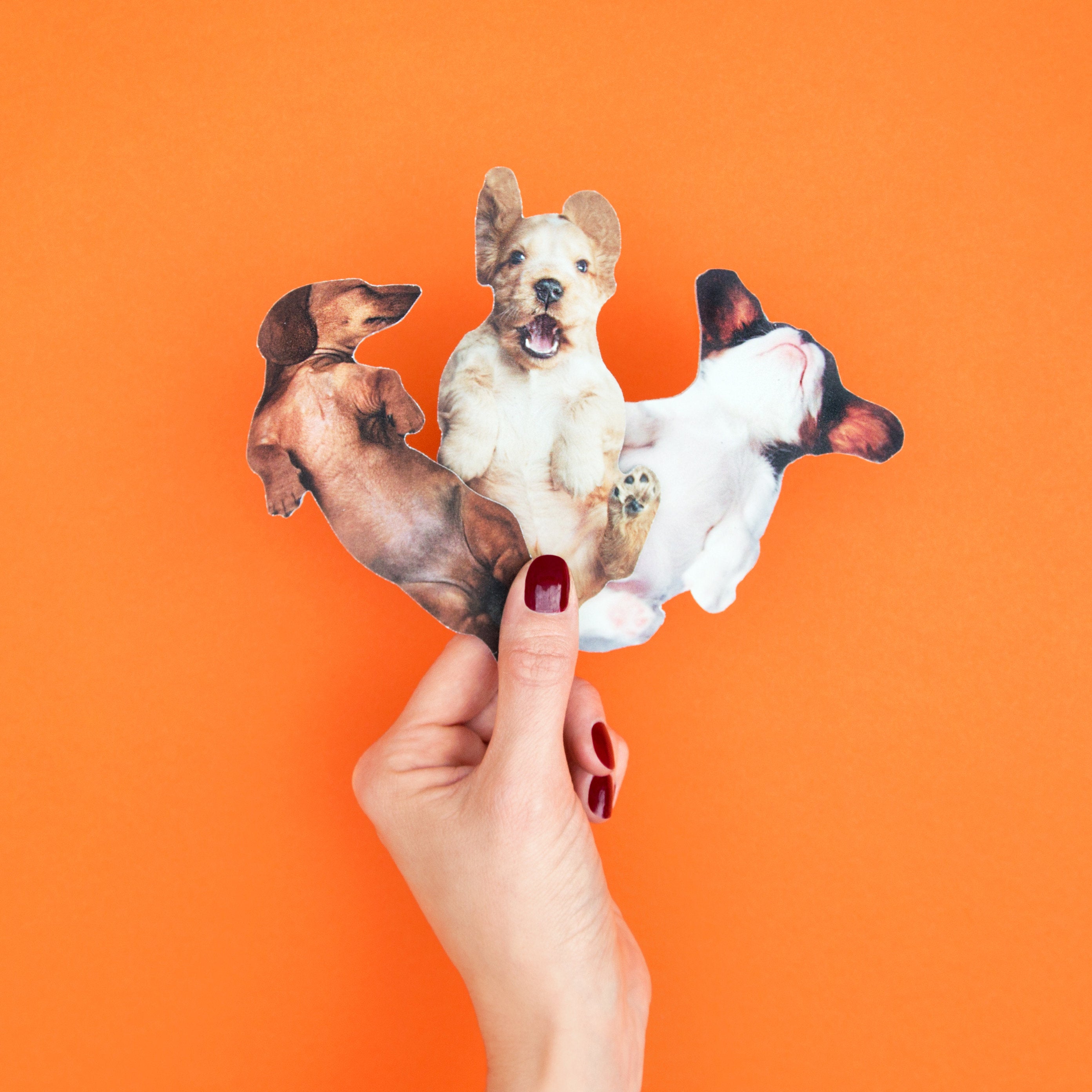 Suck UK: Pawfect Nails Orange